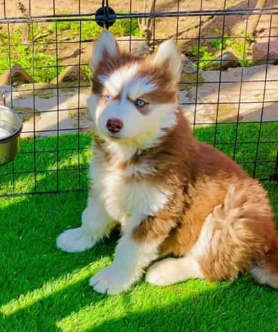 Husky | Siberian Husky | wolly Coat Husky | Husky puppy For sale