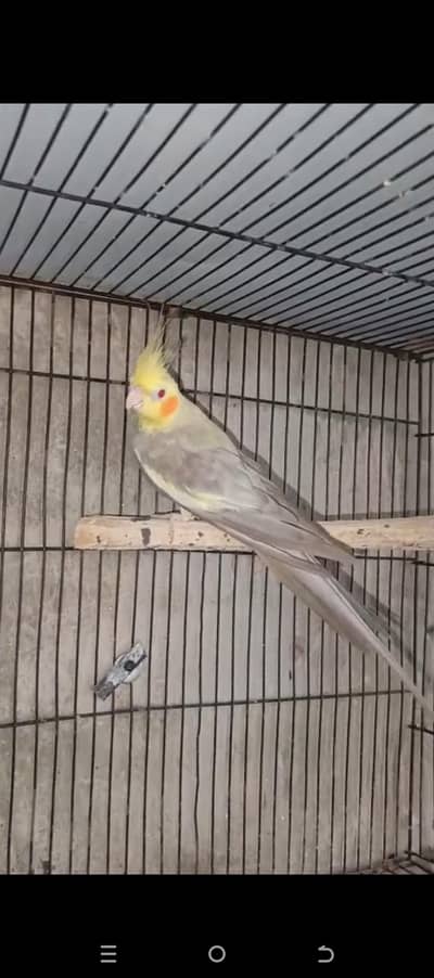 age 2sall fellow k male or Eno ki femal ha