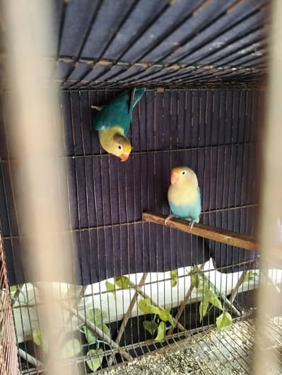 Love bird breeder pair