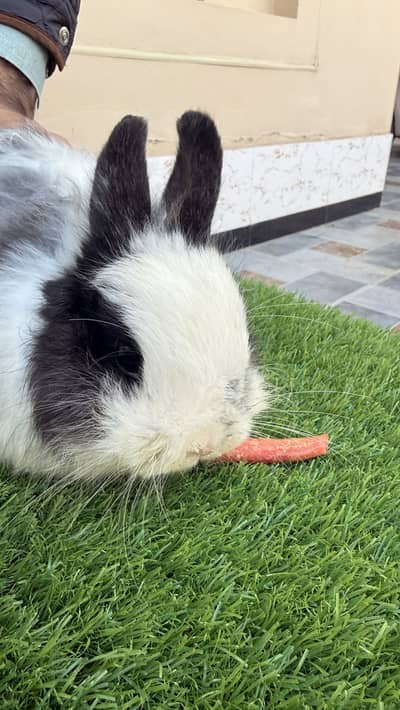 Dutch Dwarf Breeder Female