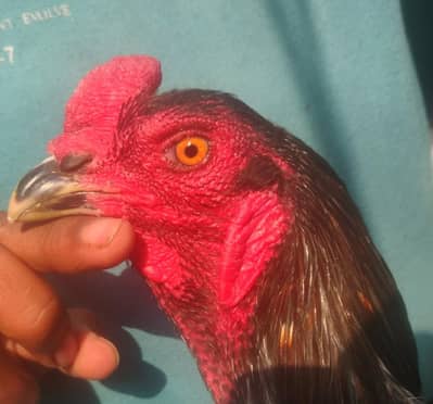 vaitnam/burmi/pokya/Thai/trat/