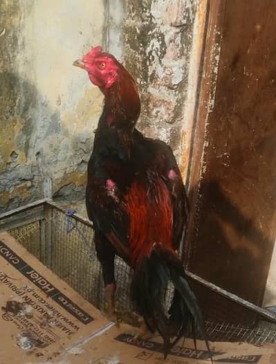 vaitnam/burmi/pokya/Thai/trat/