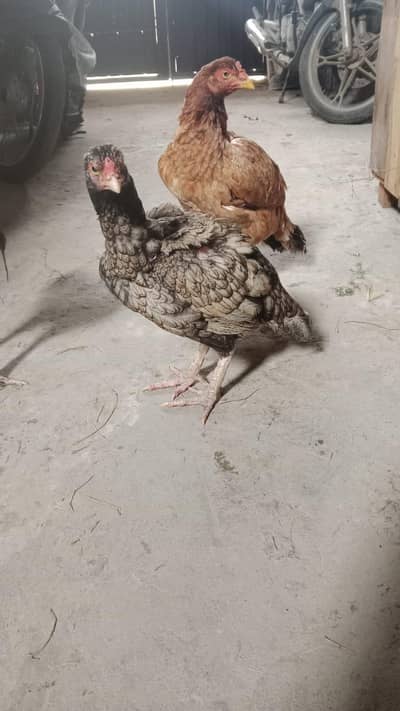 asal seel murgia sell