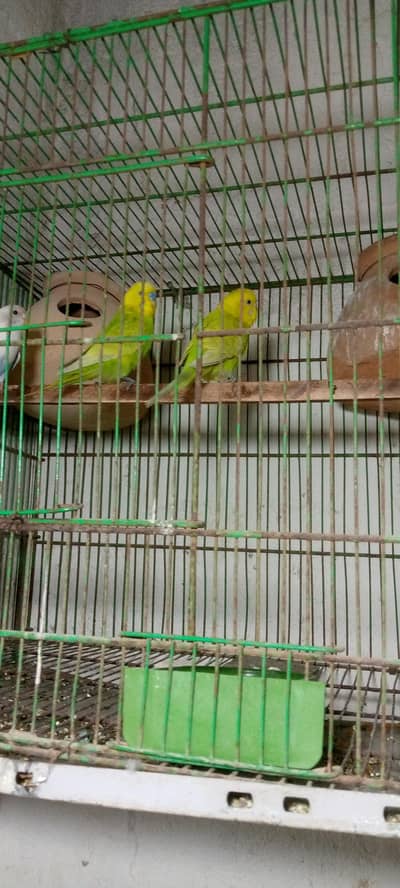 Australian budgie's