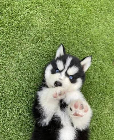 Siberian Husky Dog | Siberian Husky puppy | Husky puppy for sale