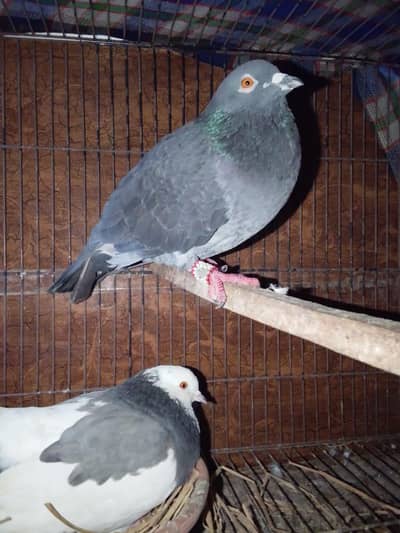 pigeons for sale only