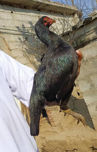 jis bhi ko laina ho rabta kry