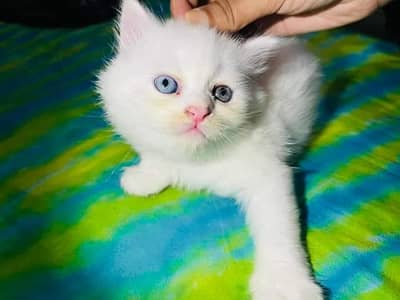 Persian kitten for urgent sale my WhatsApp number 032869729ten