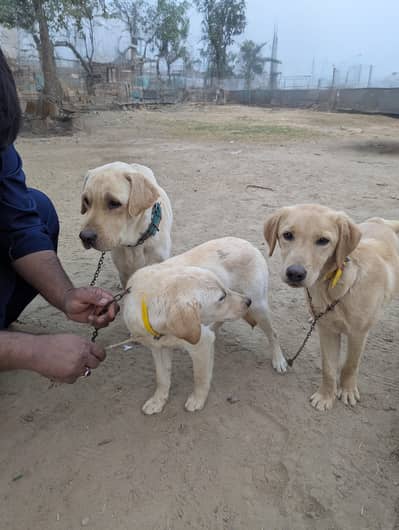 Labrador female adult puppies 4 months 1 male 1 Female