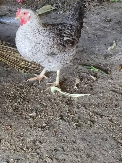 Hens | Desi Hens | Aseel | Egg laying | breeding| murga|murgi