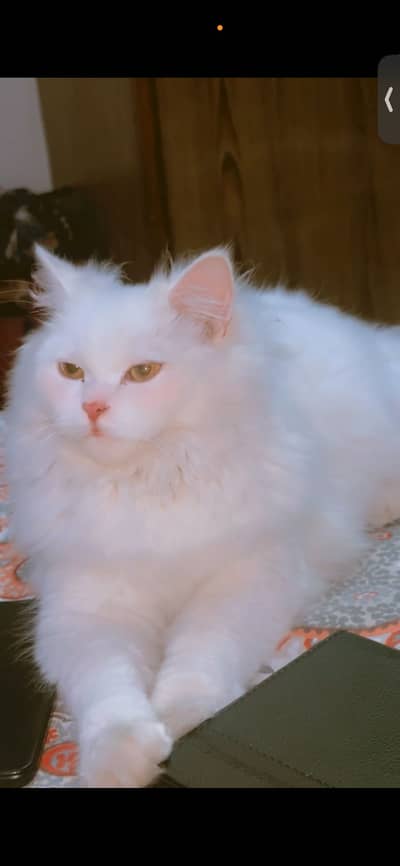 persian cat