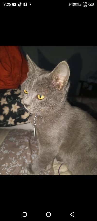 British shorthair cat