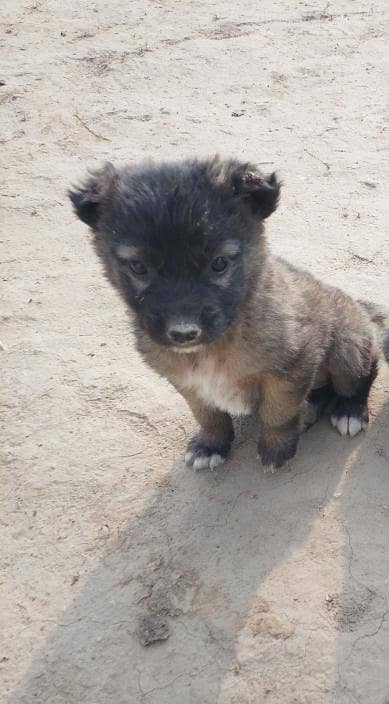 bakarwal dog for sale