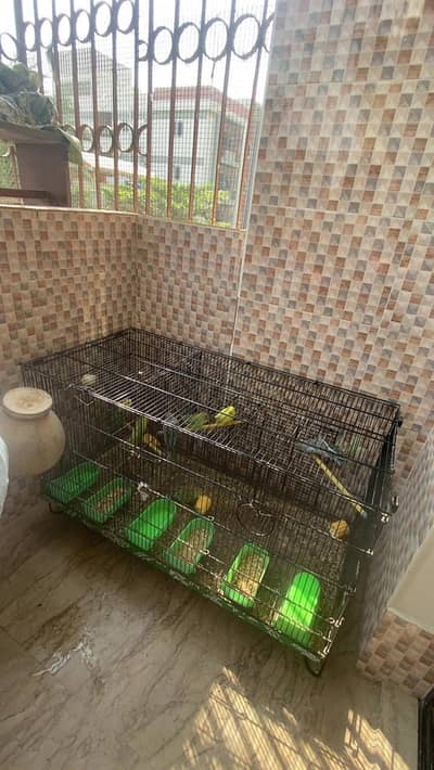 only parrot for sell 8 pair