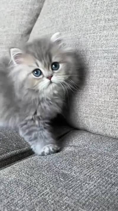 Persian kitten for sell triple coated