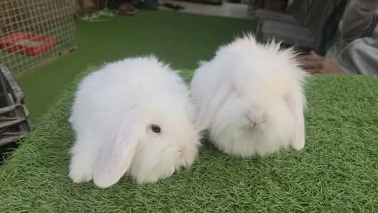 Holland Lop Bunnies Rabbits