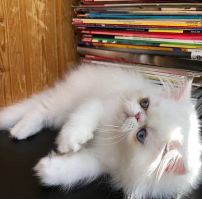 Persian female kitten for sale  my WhatsApp number 0320-24-100-47