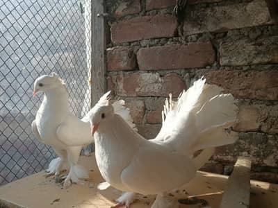 fantail breeder pigeon