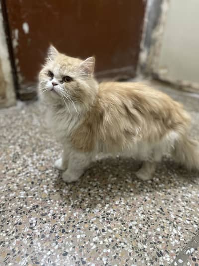 Persian male cat for mating
