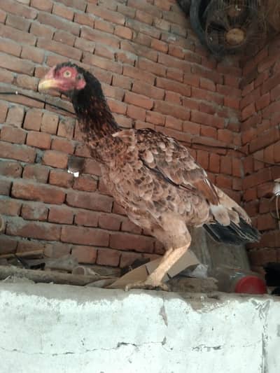 pour meyawali lakhi Kani murgi for sel