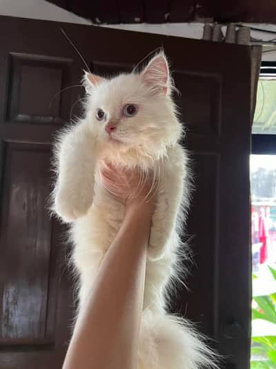 Persian female kitten for sale  my WhatsApp number 0320-24-100-47