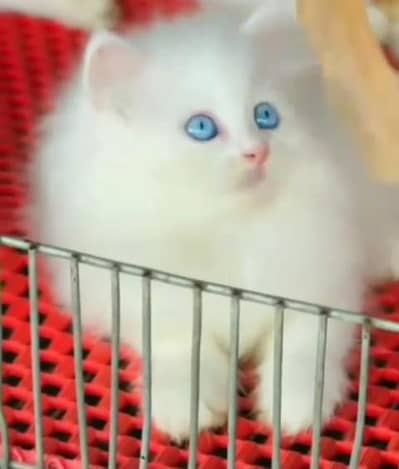 Quality Persian Punch Face Cats & Kittens 03094016734 WhatsApp