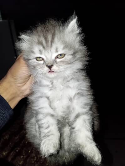 Persian kitten for sell triple coated