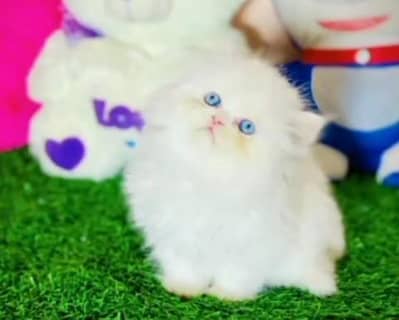 Quality Persian Punch Face Cats & Kittens 03094016734 WhatsApp