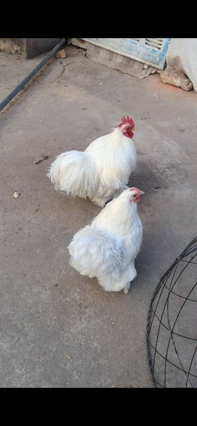 white imported bantam pair aseel hens  murghi