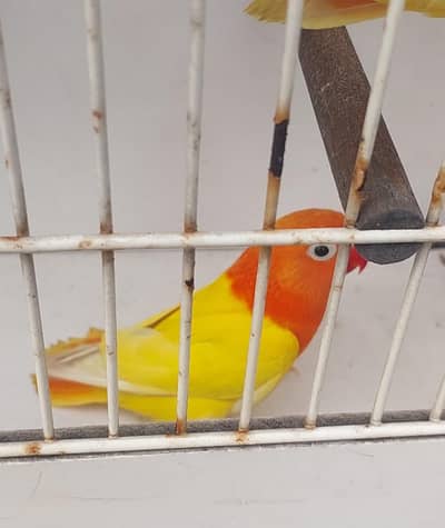 Blood red utino opline Dec opline