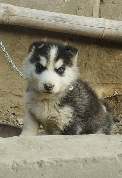 Siberian husky puppy for sale my WhatsApp 03239945092