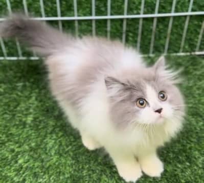 Quality Persian Punch Face Cats & Kittens 03094016734 WhatsApp