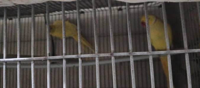 yellow ringneck