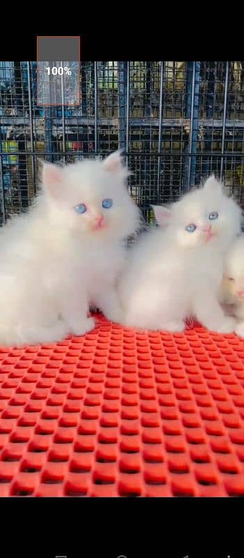Persian cat for sale male female vaccine clear 0321=44=95=387=