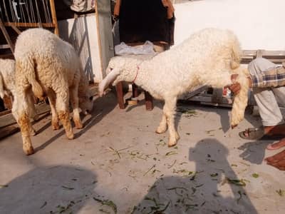 male, female fresh and beautiful