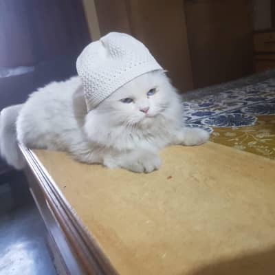 Persian cat for sale