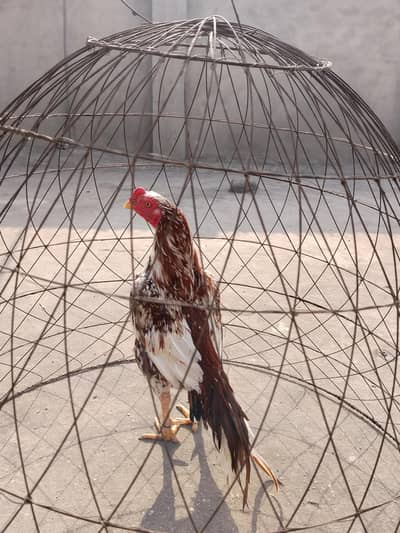 high quality cheena available  what'sapp 03436526434