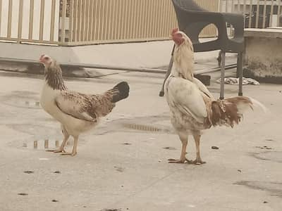 heera aseel cheeni  mix aseel murga rooster