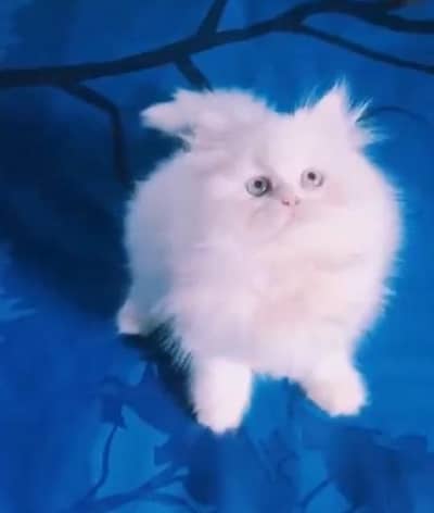 Quality Persian Punch Face Cats & Kittens 03094016734 WhatsApp