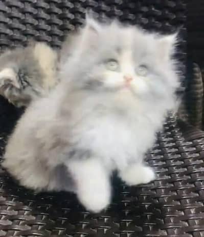 Quality Persian Punch Face Cats & Kittens 03094016734 WhatsApp