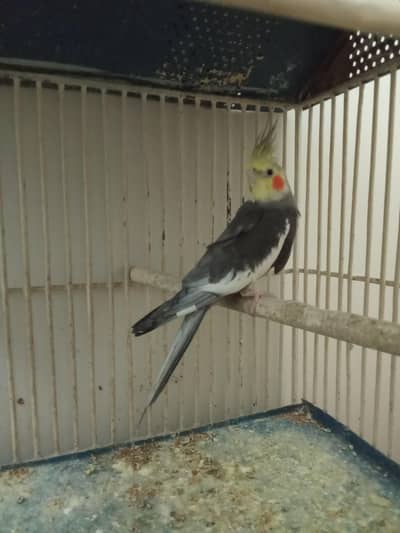 Grey Cockatiel