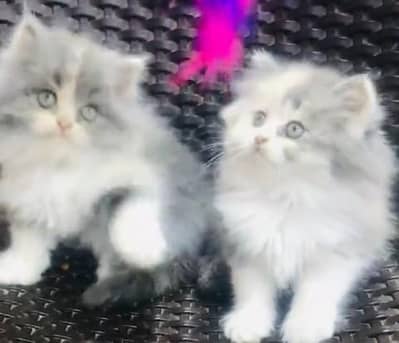 Quality Persian Punch Face Cats & Kittens 03094016734 WhatsApp