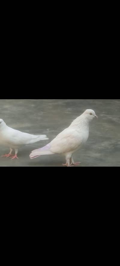 Rs. 1000 only WhatsApp number par rabta kare 03707621068