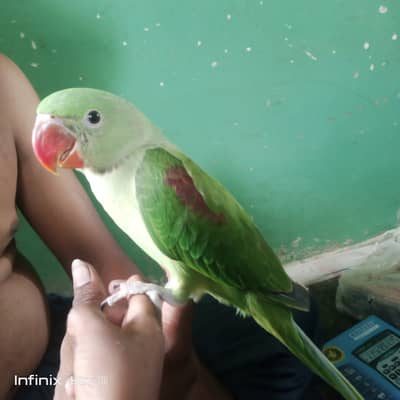 Hend tel bolne wale hen ghar k pale howe hen 03133427062