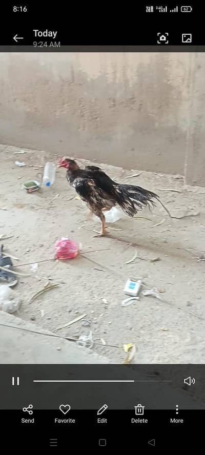 boht vip pahta he fyt ke video b Mel jya ge