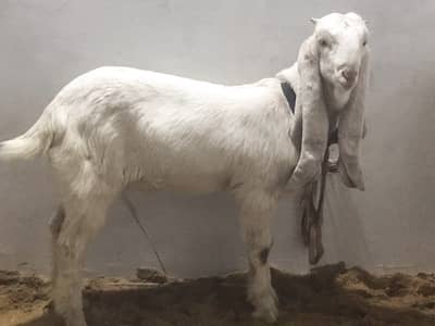 Gulabi Male 3 Months Active Bachay