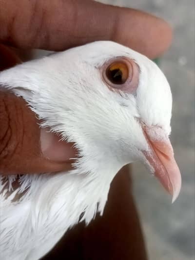 Cheena low/Patti wala male and phatta