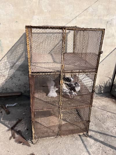 Iron cage for all birds