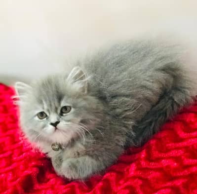 Persian kittens