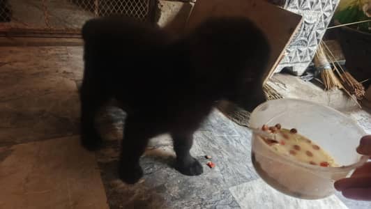 long cote puppy hm havy boon